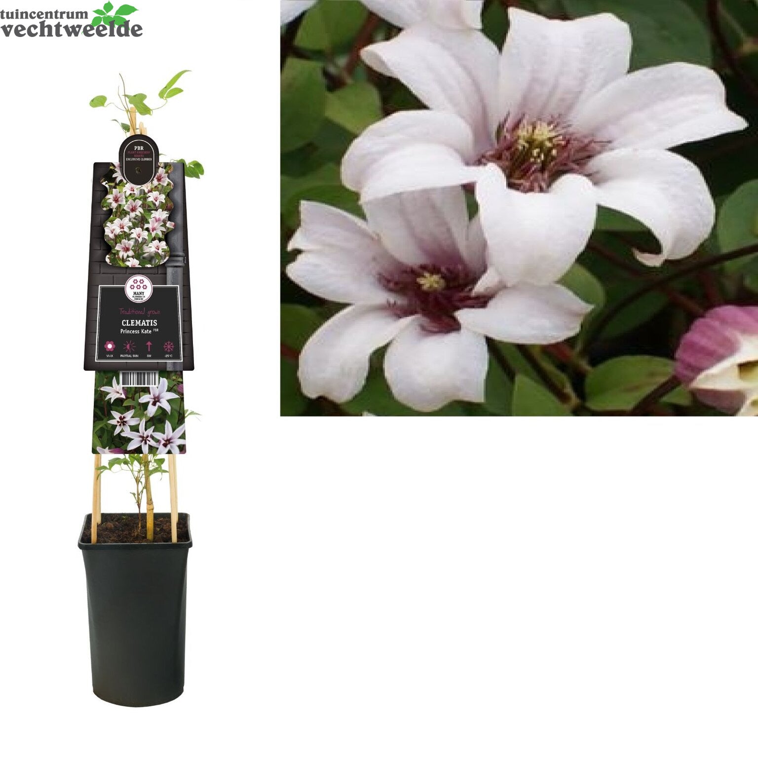  Clematis 'Princess Kate'®