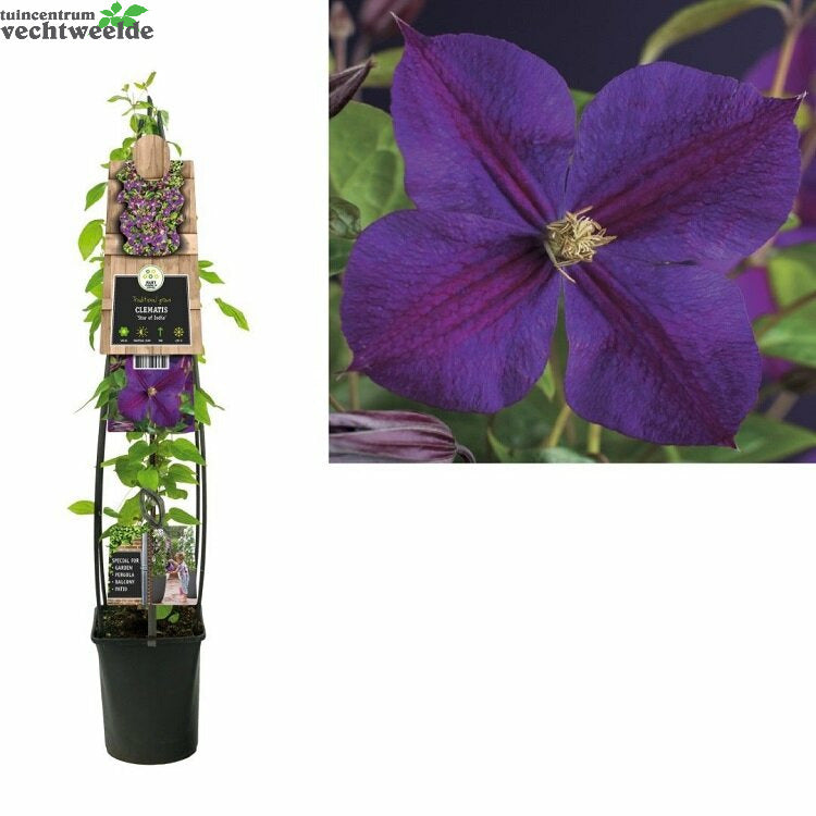  Clematis 'Star Of India'