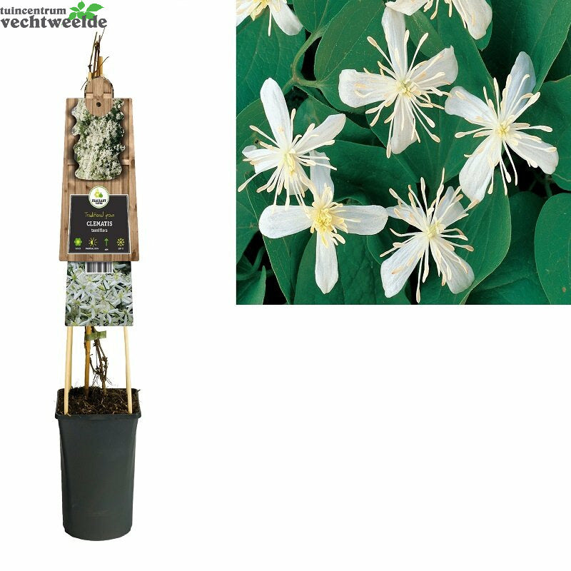  Clematis Terniflora