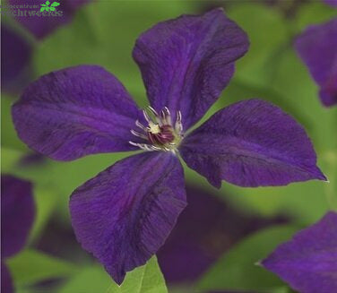 Clematis Vit. 'Polish Spirit'