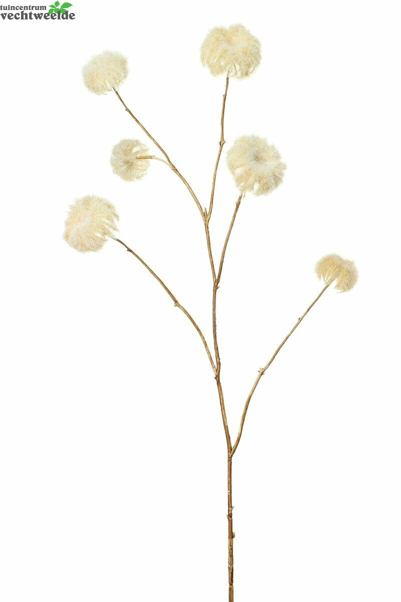  Clematissteel Pluis L114cm Creme