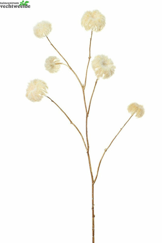  Clematissteel Pluis L114cm Creme
