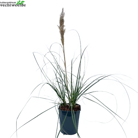  Cortaderia Se. 'Minipampas' H80/+cm.