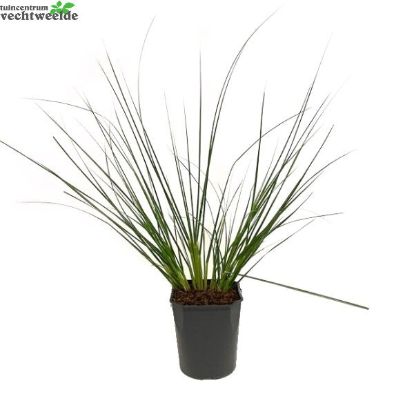  Cortaderia Se. 'Pumila' 5 Liter Pot