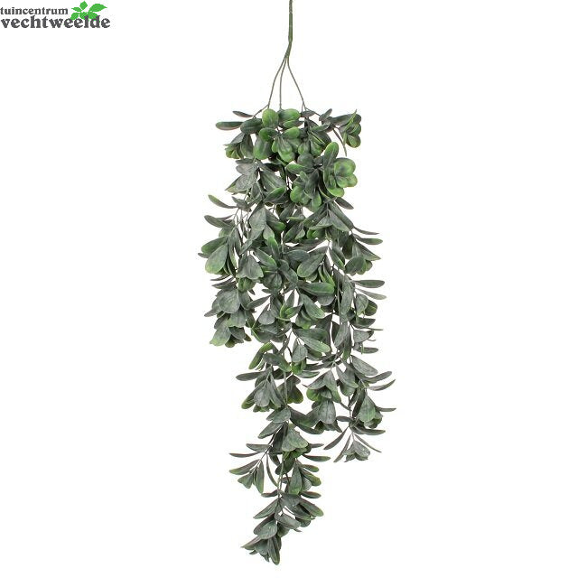  Crassula Hang L79cm Groen (Zijde-plant)
