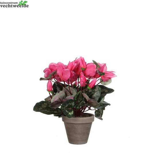  Cyclaam D30h30cm L.roze (Zijde-plant)