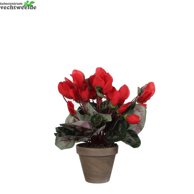  Cyclaam D30h30cm Rood (Zijde-plant)