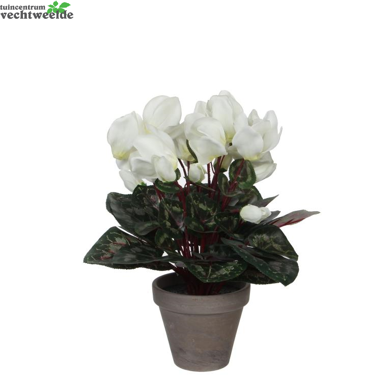  Cyclaam D30h30cm Wit (Zijde-plant)