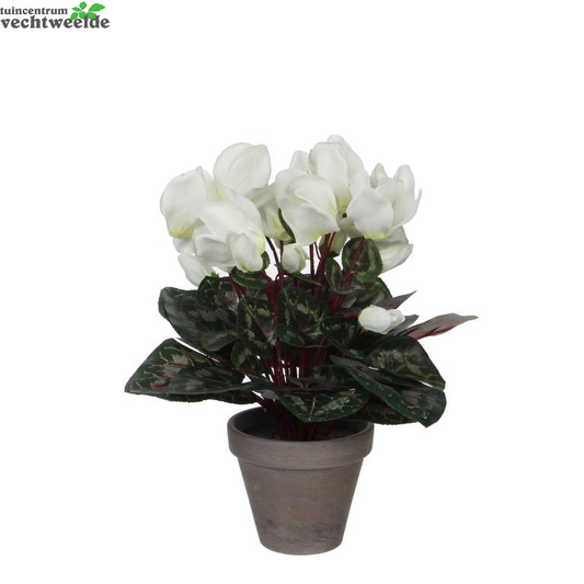  Cyclaam D30h30cm Wit (Zijde-plant)
