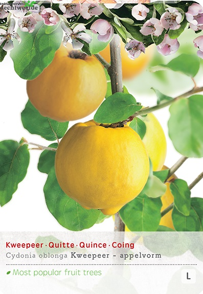  Cydonia Oblonga