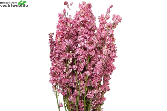  Delphinium Roze In Hoes 250g