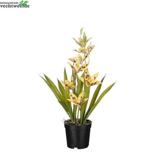  Dendrobium I/pot D30h47cm Geel
