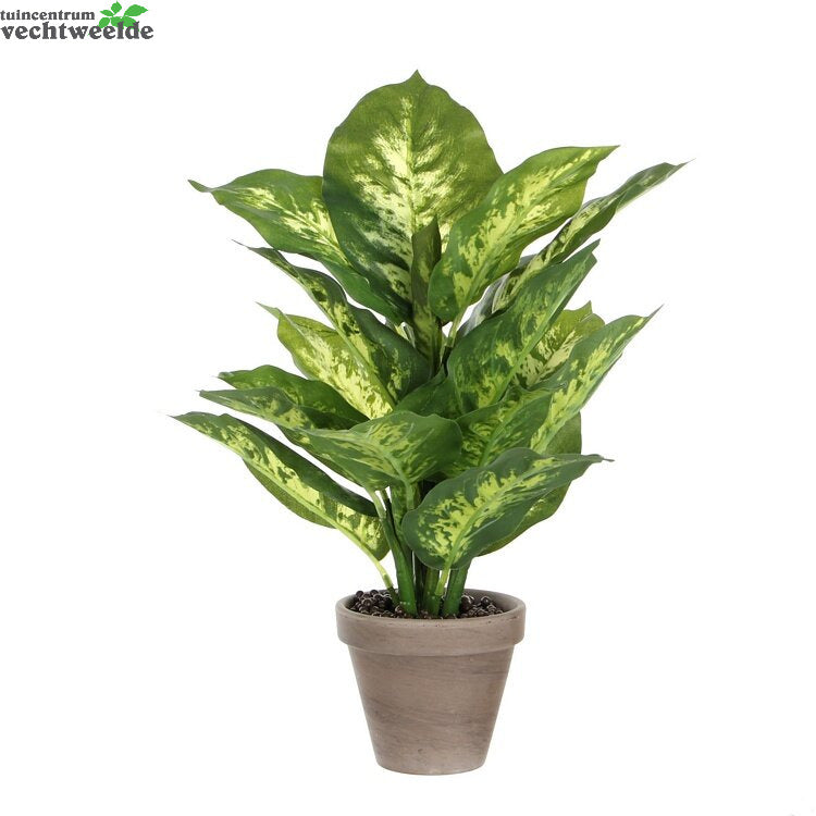  Dieffenbachia In Pot H40d30 Groen