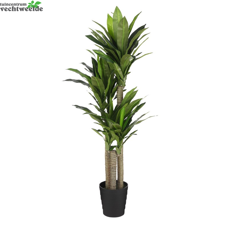  Dracaena D60h150cm Groen
