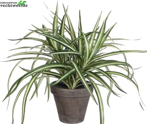  Dracaena In Pot D40h34cm Groen (Zijde-plant)
