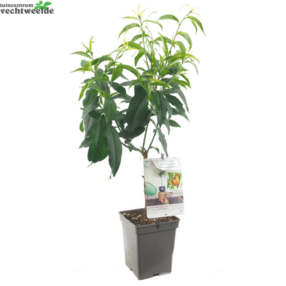  Dwergperzik 'Yellow Peach'