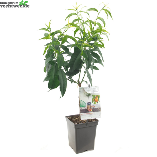  Dwergperzik 'Yellow Peach'
