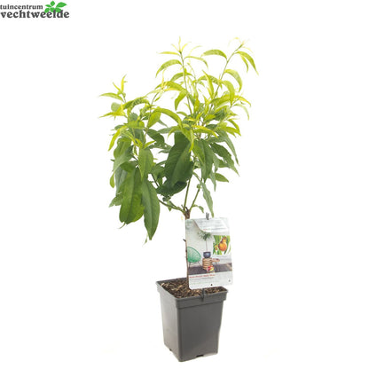  Dwergperzik 'Yellow Peach'