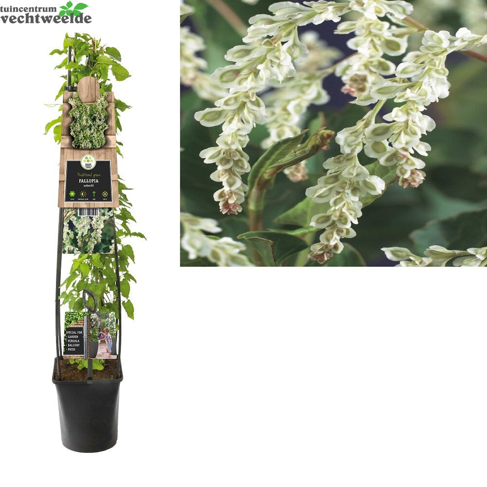  Fallopia Aubertii