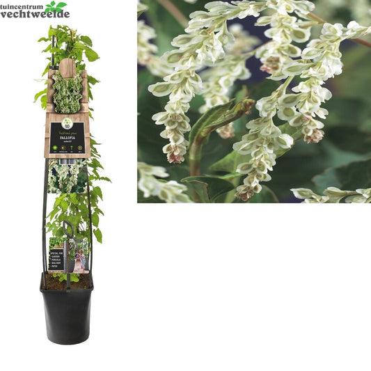  Fallopia Aubertii