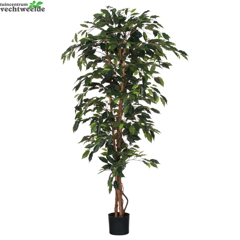  Ficus Benjamina D100h180cm Groen