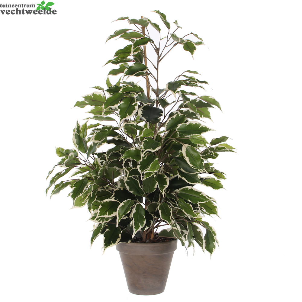  Ficus Exotica D60h65cm Groen (Zijde-plant)