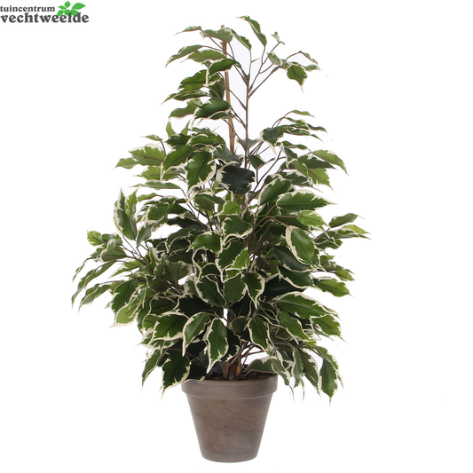  Ficus Exotica D60h65cm Groen (Zijde-plant)