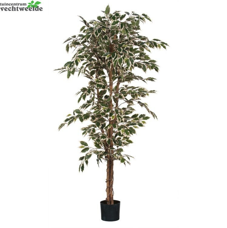  Ficus Hawaii In Pot D90h180cm Groen (Zijde-plant)