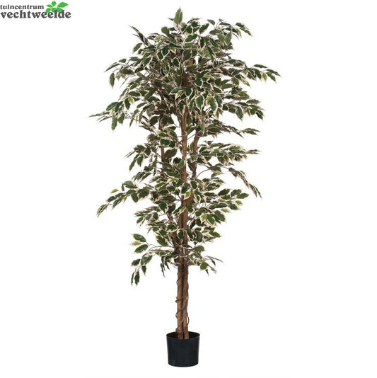  Ficus Hawaii In Pot D90h180cm Groen (Zijde-plant)