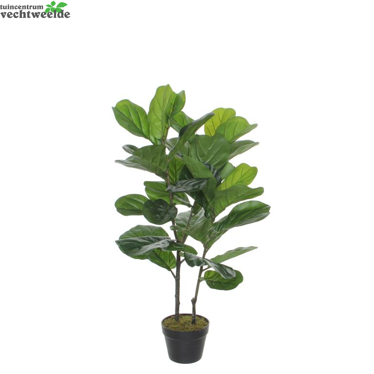 Ficus Lyrata In Pot H100d60cm Groen