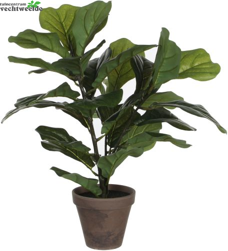  Ficus Lyrata In Pot H35cm Groen