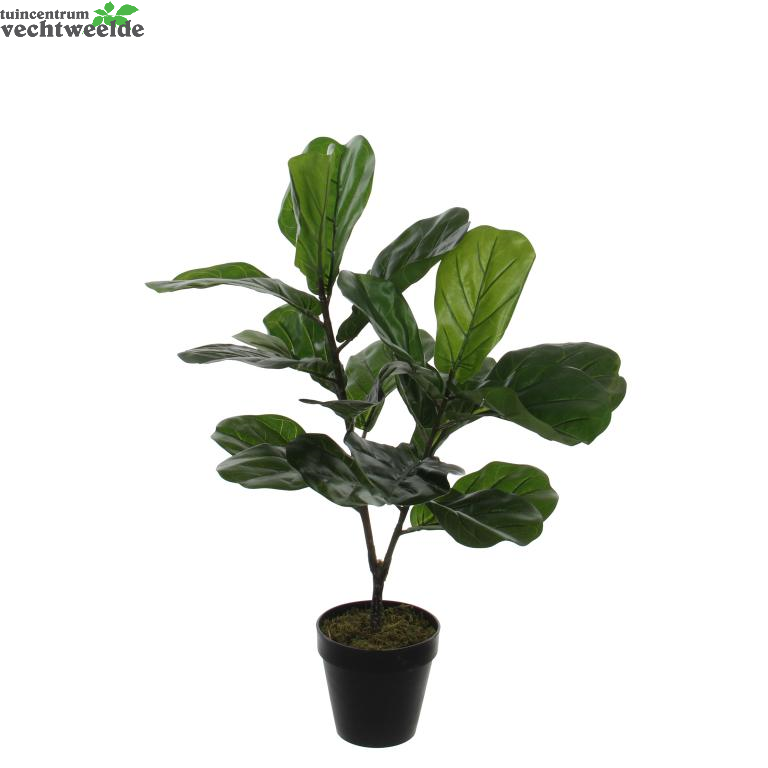  Ficus Lyrata In Pot H75d60cm Groen (Zijde-plant)