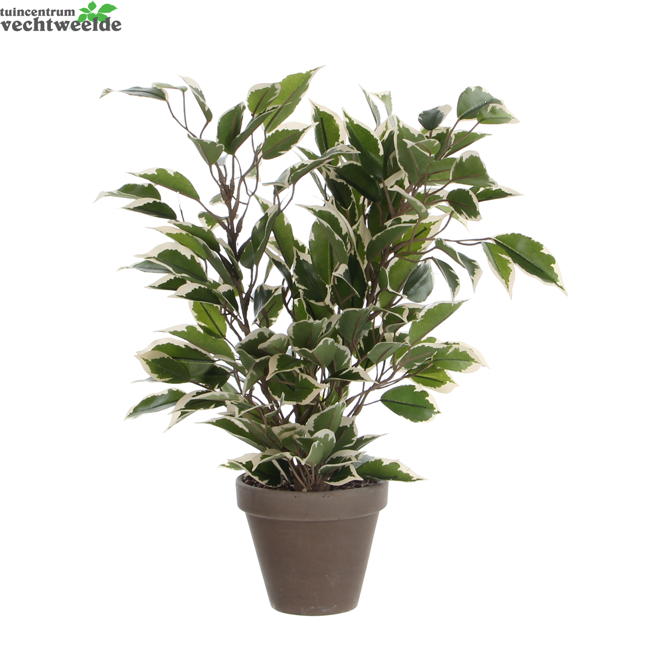  Ficus Natasja D30h40cm Gr.bont Inpt (Zijde-plant)