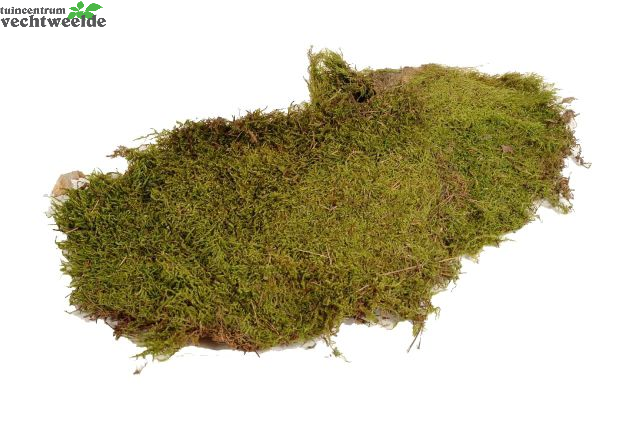  Flat Mos 2kg Naturel