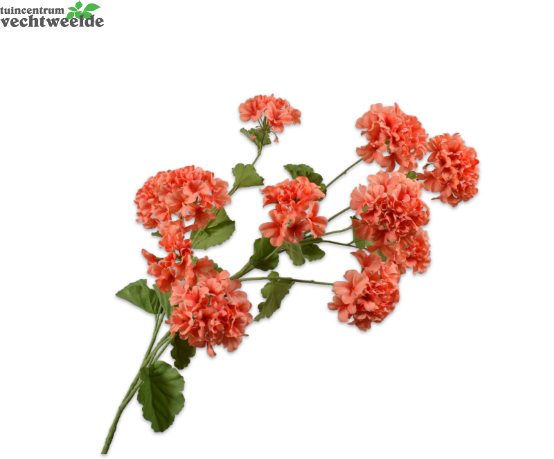  Geraniumsteel L121cm Oranje