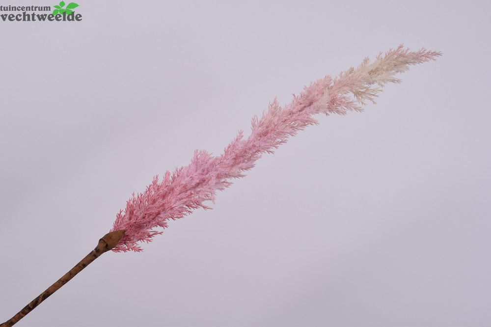  Graspluimsteel L99cm Roze (Zijde-tak)