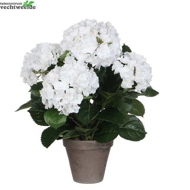  Hortensia In Pot D45h45cm Wit (Zijde-plant)