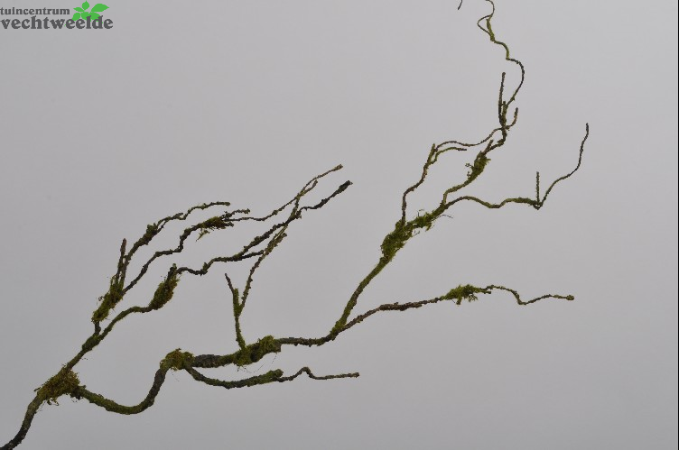  Houttak Mos L102cm Groen (Zijde-tak)