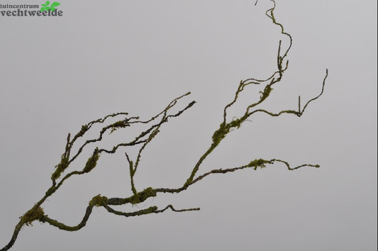  Houttak Mos L102cm Groen (Zijde-tak)