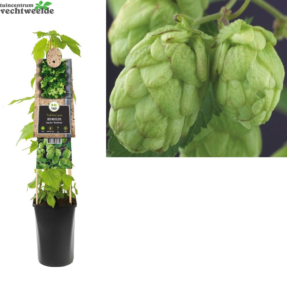  Humulus Lupulus 'Nordbrau'