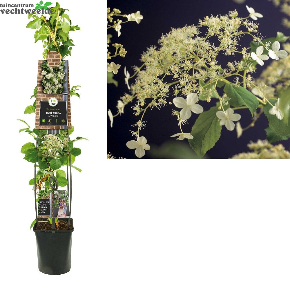  Hydrangea Anomala Petiolaris