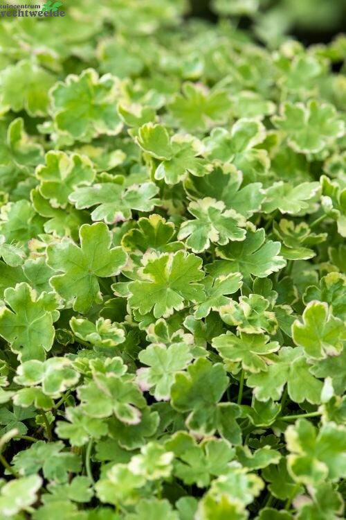  Hydrocotyle Sib. ' Variegata'