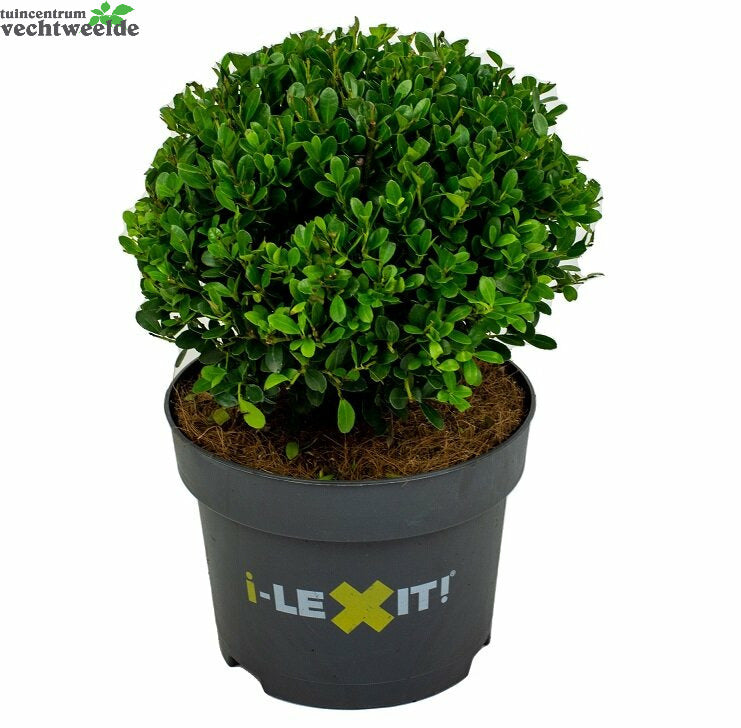  Ilex Crenata 'Dark Green'®