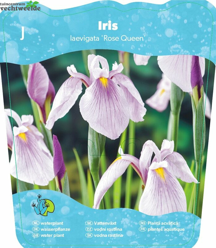  Iris Laevigata 'Rose Queen'