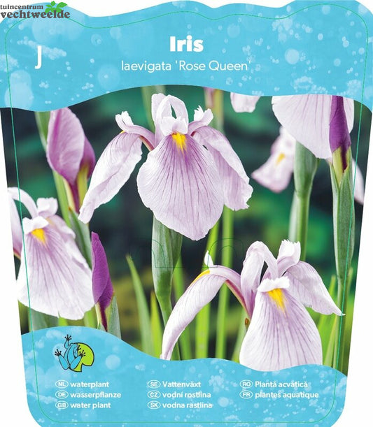  Iris Laevigata 'Rose Queen'