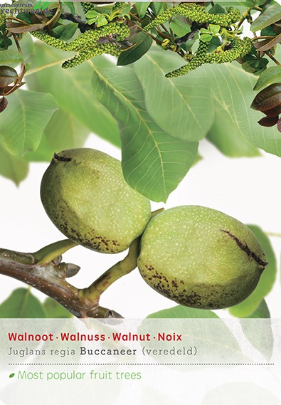 Juglans Regia Buccaneer Spil