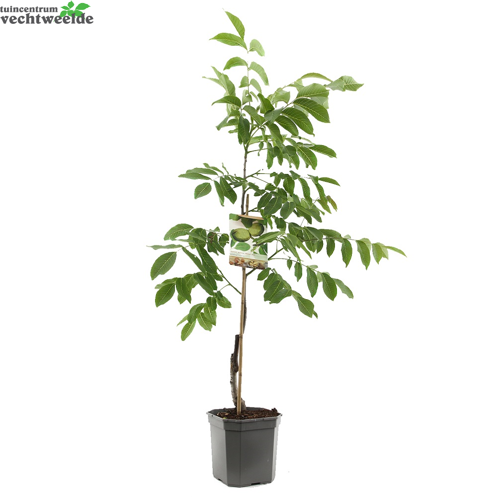  Juglans Regia Veredeld P24