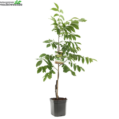  Juglans Regia Veredeld P24