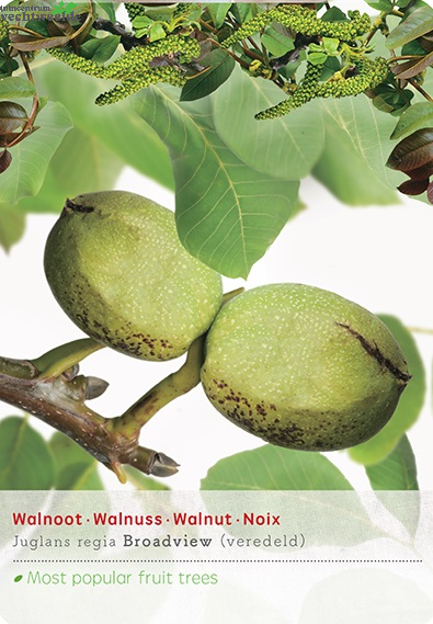  Juglans Regia Veredeld P24