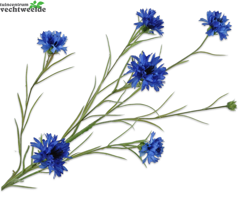  Korenbloemsteel L92cm Blauw